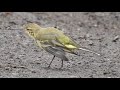 western yellow wagtail ssp flavissima