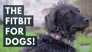 Pitpat Review: the Fitbit for dogs