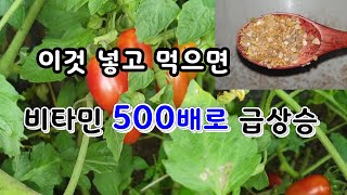 방울토마토에 이것을 넣으면 비타민이 500배가 상승하여 인체에 최고의 영양제가 된다.