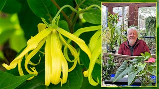 YLANG-YLANG TROPICAL TREE, GRACEFUL FLOWERS WITH AN ENCHANTING FRAGRANCE Le Quotidien du Jardin N...