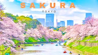 The Best Place To See Cherry Blossoms in Tokyo// 4K walk tour// chidorigafuchi park tokyo//