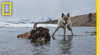 Photographing the Wild Wolves of Yellowstone | Exposure