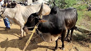 Haveri ಸಂತೆಯಲ್ಲಿ ಜಬರ್ದಸ್ತ್ ಜವಾರಿ ಹೋರಿ  | Jawari Bulls Karnataka | Hallikar Bulls