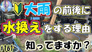 大雨の前後は水換えがお勧め♪その理由は？【初心者向けアクアリウム基礎知識】＃１６１ ～美心めだか～