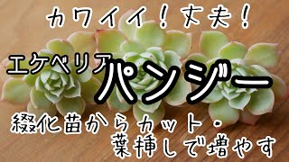 【多肉植物・黄色く紅葉するエケベリア・パンジー】あまりに可愛いから、綴化苗からカットと葉挿しで増やします！