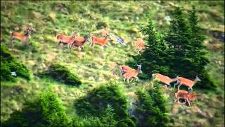 Das Leben der Hirsche und Rehe in den Alpen 2013