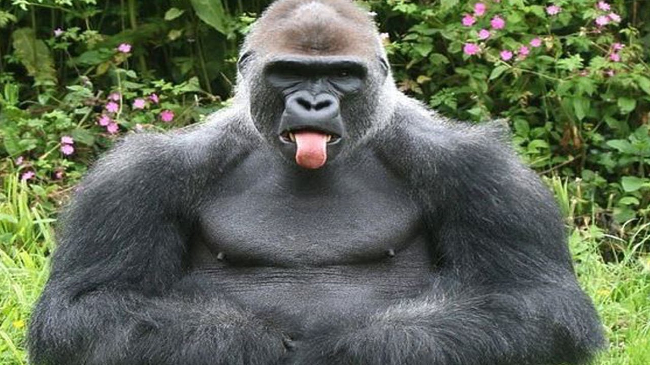 Top 5 Gorilla Youtube