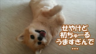 すぐキレるポメラニアン133 ちゃうちゅ〜るとやら、もっとくれへんか!