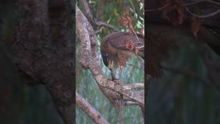 Crested serpent eagle vs snake #pilibhittigerreserve #wildlife #snake #nature