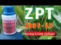 🔴 ZPT ROOT UP || UNBOXING DAN CARA APLIKASI