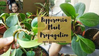 Propogating Pepperomia - Indoor Plant species