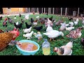 Chicken Medicine Aspirin - Taking Farm Chickens Out and Feeding - Chick Birth - Cleaning Bird Cages