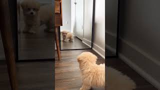 puppy sees himself in the mirror for the first time😂 #shorts #dog #cute #viral #trendingshorts