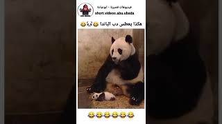 هكذا يعطس دب الباندا 😂😀🤣