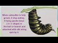 the life cycle of a butterfly different stages egg larva pupa and butterfly