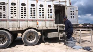 Biosecure Trailer Entry - Rubbermaid® Protocol (BEST PRACTICE)