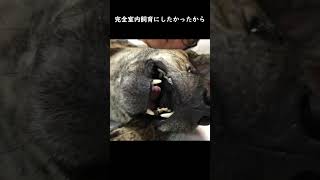 元猟犬のプロットハウンドが家庭犬になるまで #shorts