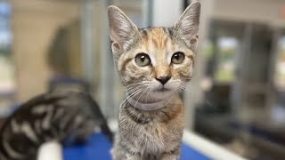 KPRC 2 Pet Project: Meet Jan, a playful and cuddly kitten