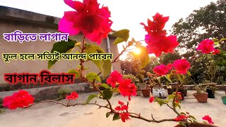 থোকা থোকা ফুল ফুটবে আপনার বাগান বিলাস গাছে||Beautifull Bougainvillea Plant care||SOBUJ BASANTO||