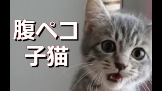 腹ペコ子猫はエサを求めています