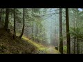 virtual walk in misty forest and waterfalls terchova slovakia with calm music and birds singing