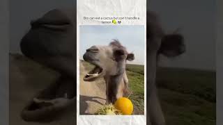 😭 😭 #funny #camel #dailypost #meme