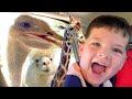 CALEB FEEDS the ANIMALS at DRIVE-THRU ZOO! Mommy, Daddy & Aubrey HELP FEEDING the Funny Animal pets!