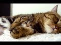 Mom Cat hugs her Cute Kitten Rocky | Mommy, Mommy, Hug Me !