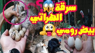 سرقة بالمزرعة😱/واخيرا بيض من انثي الديك الرومي/من اخذ كتاكيت الهراتي .. ؟