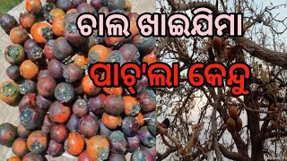 କେନ୍ଦୁ ଖାଇଯିମା ଚାଲ ।Let's Eat Kendu Fruit | Forest Fruits |Sweet Wild Fruits Kendu |