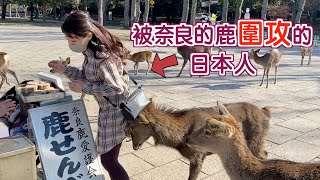 【奈良Vlog】被一群鹿圍追堵截是一種怎樣的體驗？