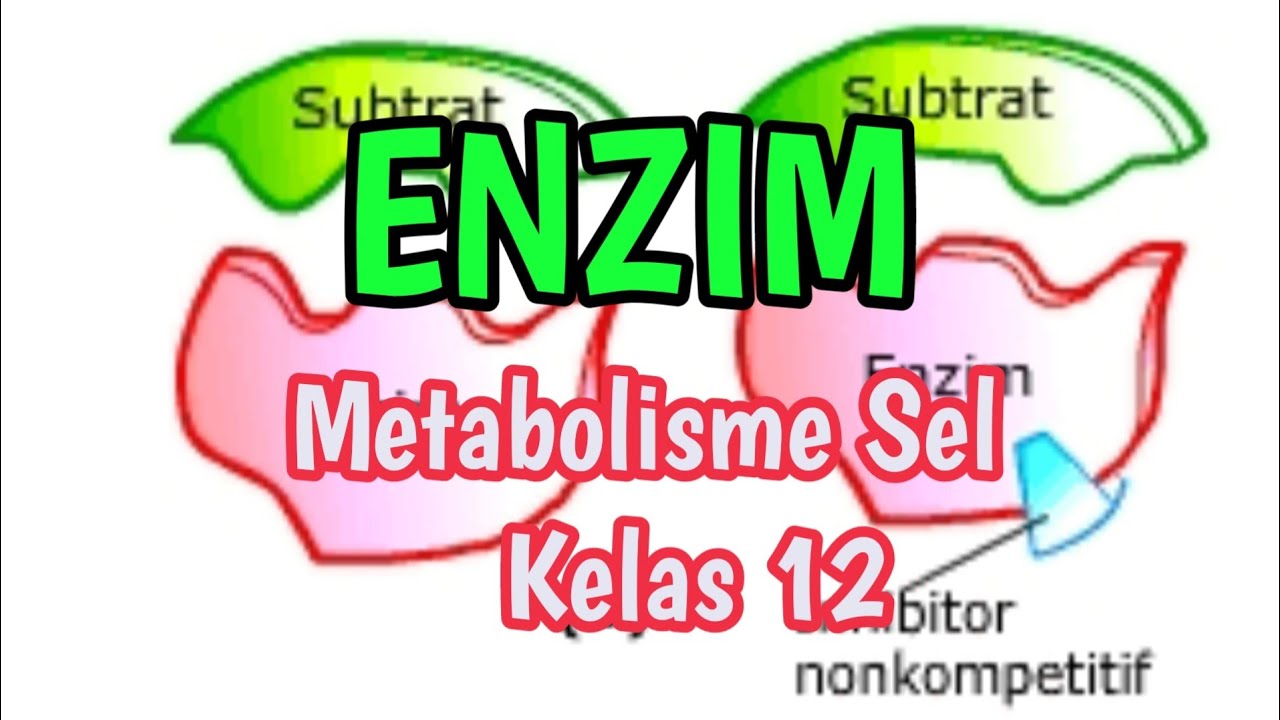 Enzim Dan Metabolisme Sel Kelas 12 - YouTube