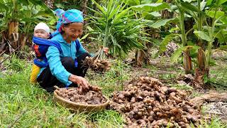 Grandma Harvests Wild Ginger to Make Jam Using a Traditional Recipe