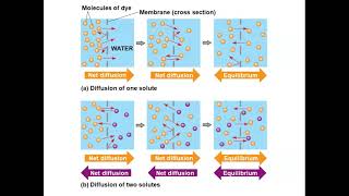 Chapter 7: Membrane Structure and Function