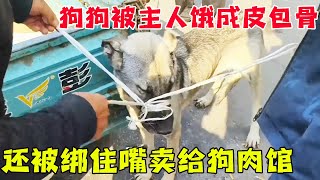 狗狗因为咬人，被主人饿成了皮包骨，最后还将它绑住嘴卖给狗肉馆！【猫不凡】