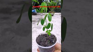 অপরাজিতা ফুলের বীজ থেকে চারা উৎপাদন | How To Grow Aparajita Plant From Seeds At Home #shortsvideo