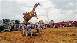 Subhash karnawat ke camel dance in jejusar।।camel dance।। sultana।। camel