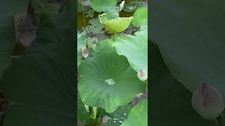 Rain water on a lotus leaf