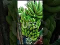 banana fruit farming bananacat export savda solapur tembhurni loading iranexport up hr