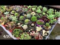 490 propagate aeonium mardi gras nhÂn giỐng sen ĐÁ aeonium 다육식물 多肉植物 suculentas