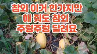 참외 많이 달리게 하는 법 --참외 이거 한가지만 해 줘도 참외 주렁주렁 달립니다.