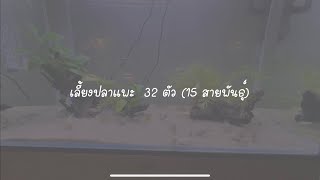 Ep.18 Update ตู้ปลาแพะ Corydoras Catfish #ปลาแพะเผือก #ปลาแพะ #corydoras #albinocorydoras