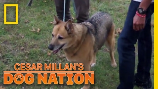 Keeping Roxie Calm in the Car | Cesar Millan's Dog Nation