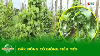 Đắk Nông có giống tiêu mới