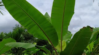 Karyon banana plant in Kannada9980061338