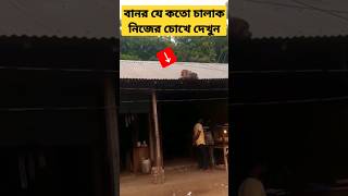 বানর যে কতো চালাক নিজের চোখে দেখুন🤭 #monkey #tiktok