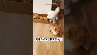 【マンチカン＆ビションフリーゼ】3人そろうと何故か静かになる我が家 【犬と猫、両方飼ってると毎日かわいい♥】