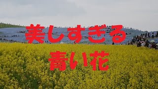 【絶景】ネモフィラ　ひたち海浜公園　みはらしの丘