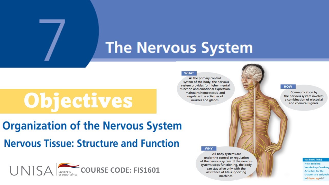 LESSON 14 - The Nervous System (Part 1) - YouTube