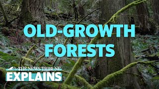 What Is The Difference Between Old-Growth, Legacy And Plantation Forests?